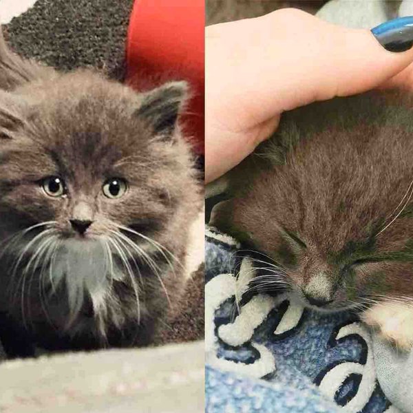 Tiny Kitten Found Outside Never Gives Up, with People Helping Him Thrive and Other Cats Showing Him the Way