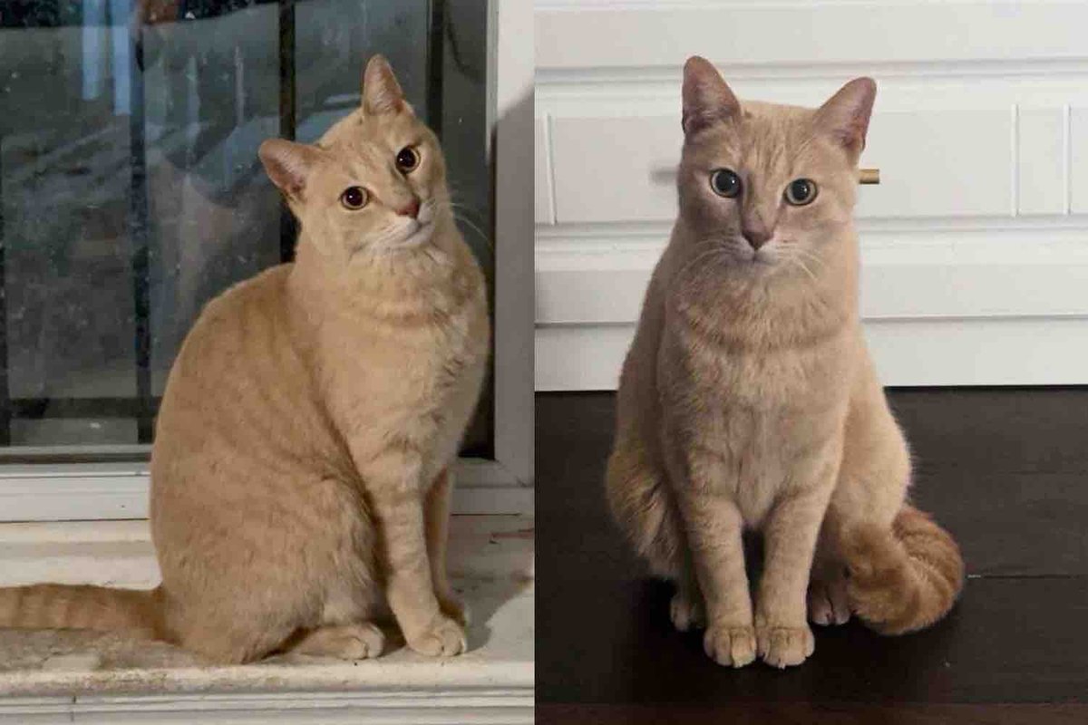 Cat Left Outside Tries to Get Back Indoors, Once a Family Welcomes Him in, He's Determined to Win Them Over