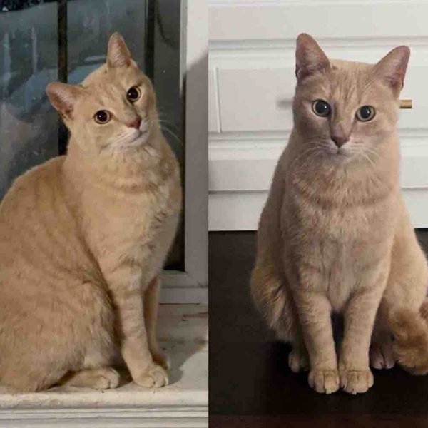 Cat Left Outside Tries to Get Back Indoors, Once a Family Welcomes Him in, He's Determined to Win Them Over