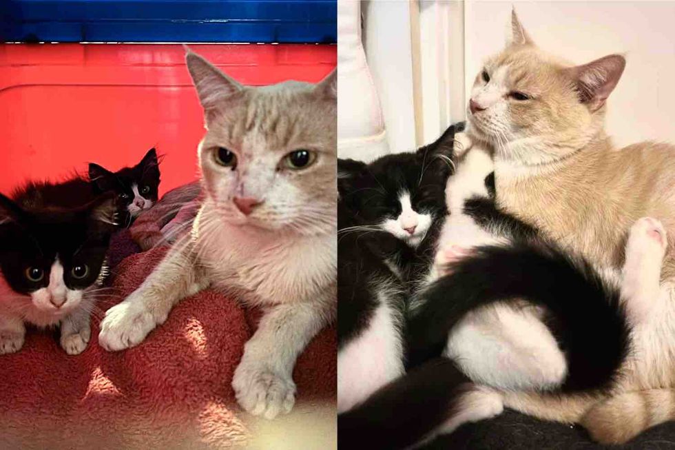 They Take in Kittens and a Cat Thought to Be Their Mother, Only to Discover the Gentle Protector is a Male