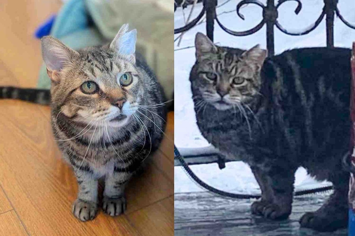 After Many Years Outside Cat Tries Home Life for the First Time, Finds Trust, and Never Looks Back