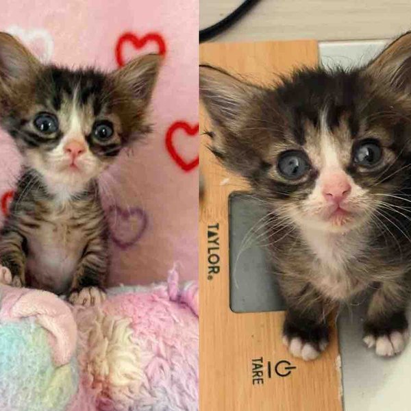 Kitten is Much Tinier Than Other Cats But Shows the Spirit of a Tiger, Months Later, She Truly Transforms