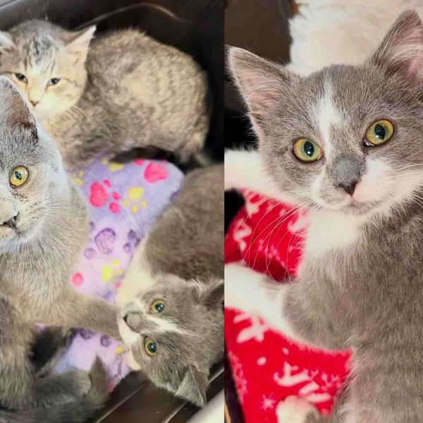 Kitten Learns to Trust with Encouragement from Her Cat Siblings, Now She Has Happiest Ending She Hoped for