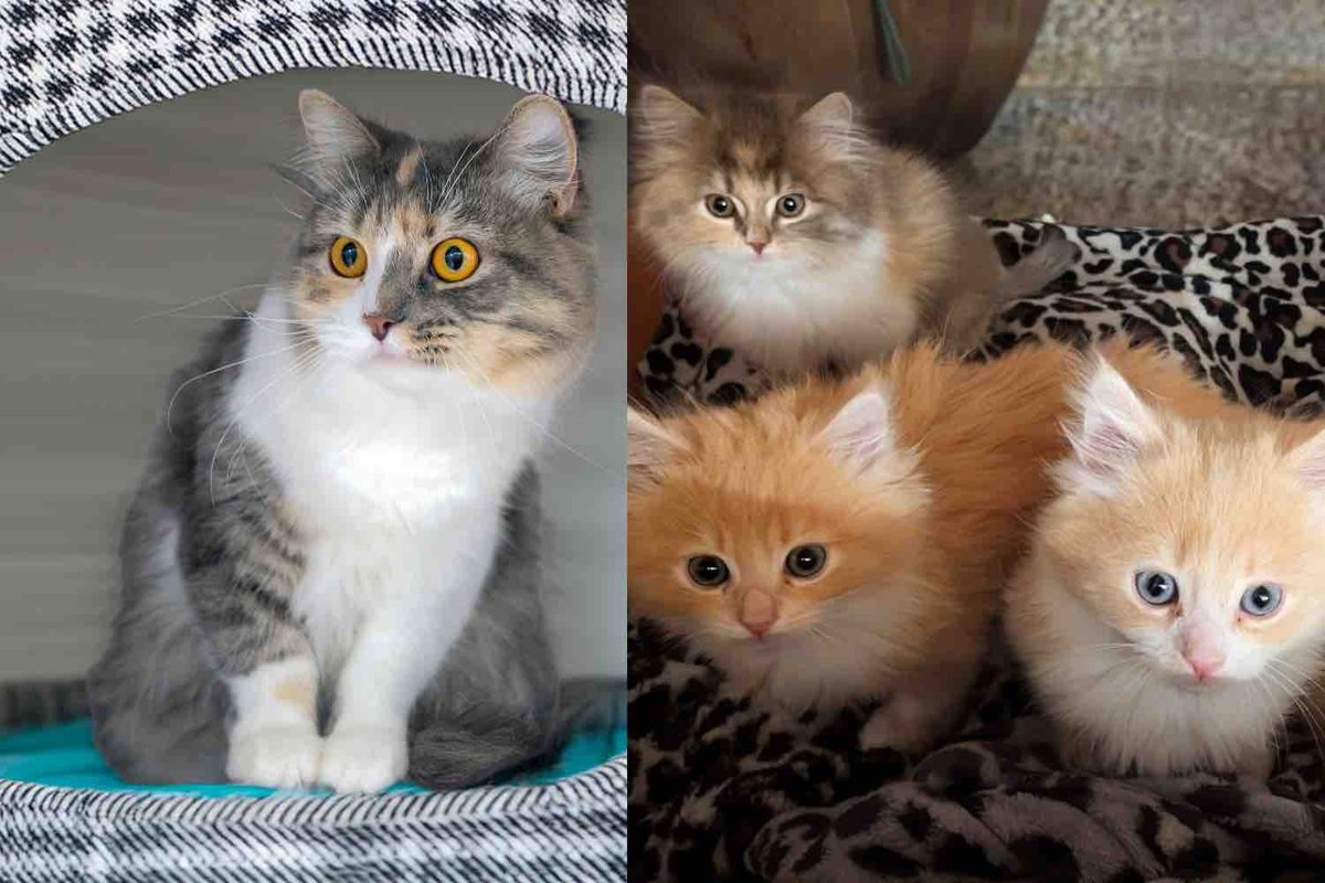 They Found a Cat and Her Kittens Wandering Around Inside a Vacant Apartment and Rushed to Get Them Help