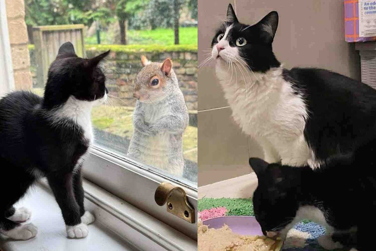 Cat Brings Her Kitten to Neighbor's Yard, Once Inside, She Leaves Her Son in Trusted Hands