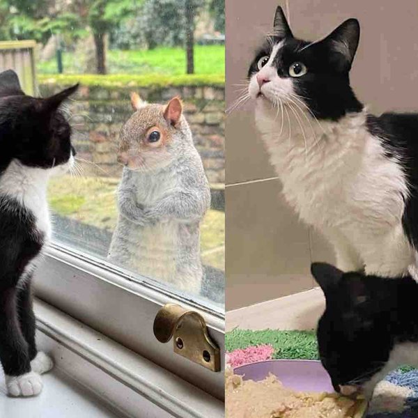 Cat Brings Her Kitten to Neighbor's Yard, Once Inside, She Leaves Her Son in Trusted Hands