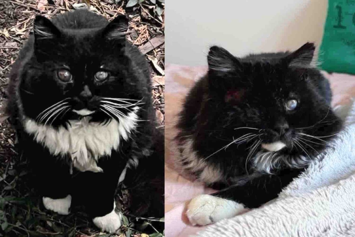 They Found Blind Cat Wandering the Streets, Determined to Save Him, Now He's Living Like a King