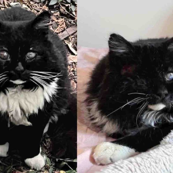 They Found Blind Cat Wandering the Streets, Determined to Save Him, Now He's Living Like a King