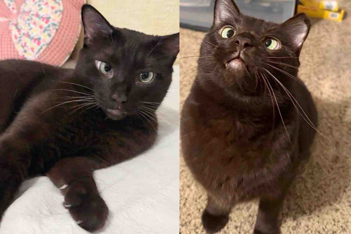 Cat Waited Longer Than Anyone Else, Finally His Dream Came True, and He Couldn't Be Happier