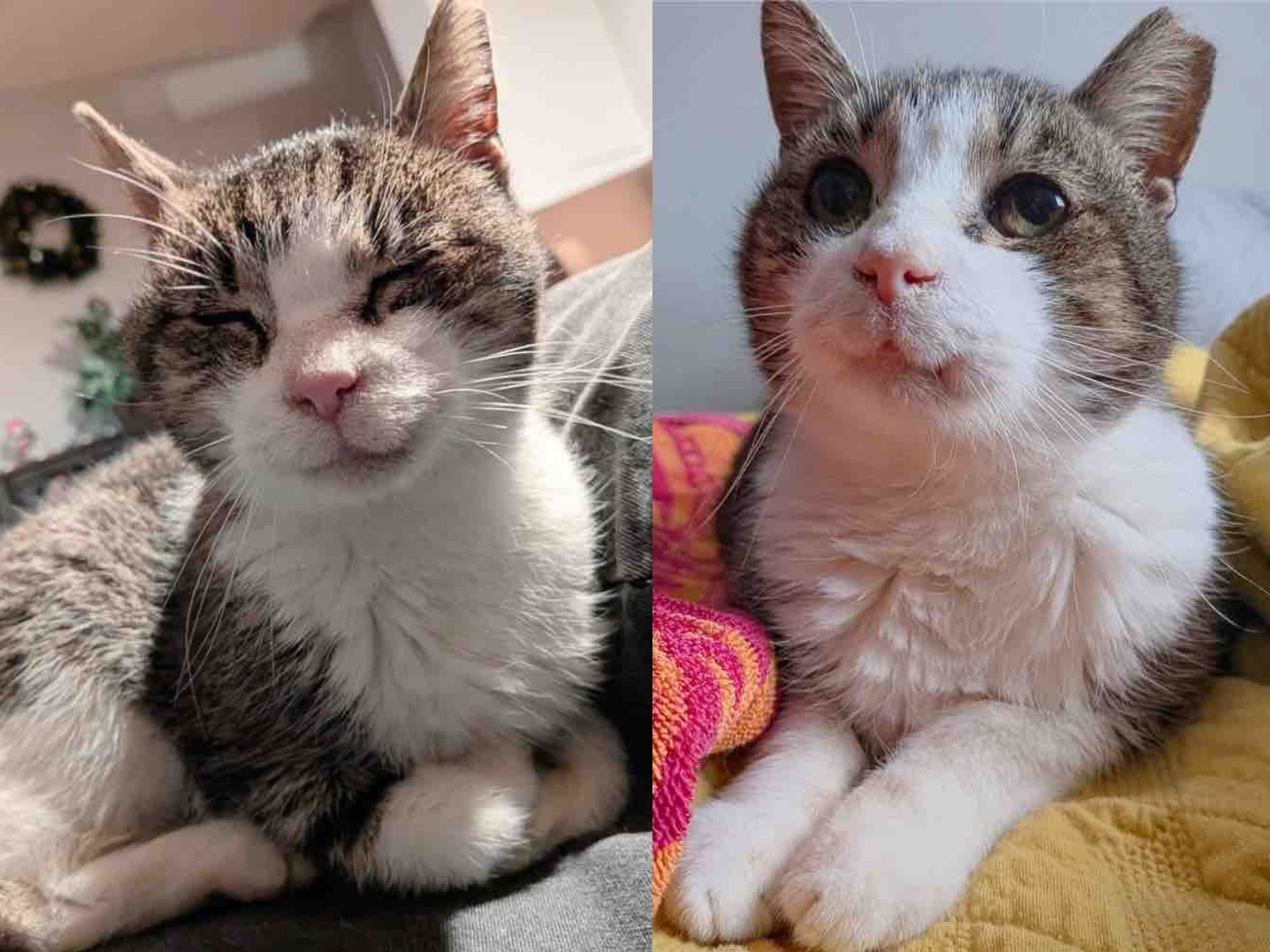 They Save a Cat From the Streets and Watch Him Shine, His Little Smile Warms Hearts Along the Way - Love Meow