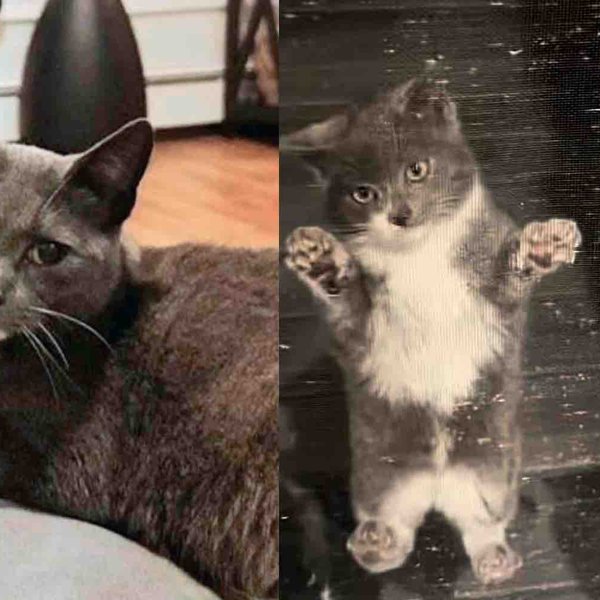 Cat Brings Her Kittens to a House and Waits Outside the Screen Door, That Day Their Lives are Forever Changed