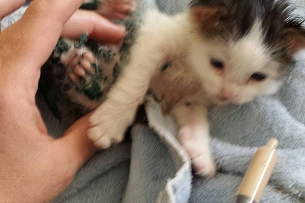 They Try to Find the Hero Who Saved Paint-covered Kitten in Dumpster