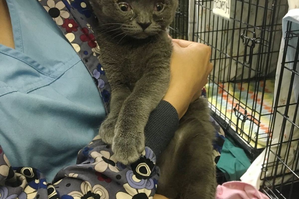 Cat Born Special Tells His Human Every Day How Happy He is to be Loved