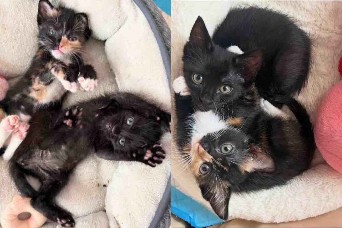 They Take in Two Kittens from a Shelter and Quickly Realize Just How Much the Cats Need Each Other