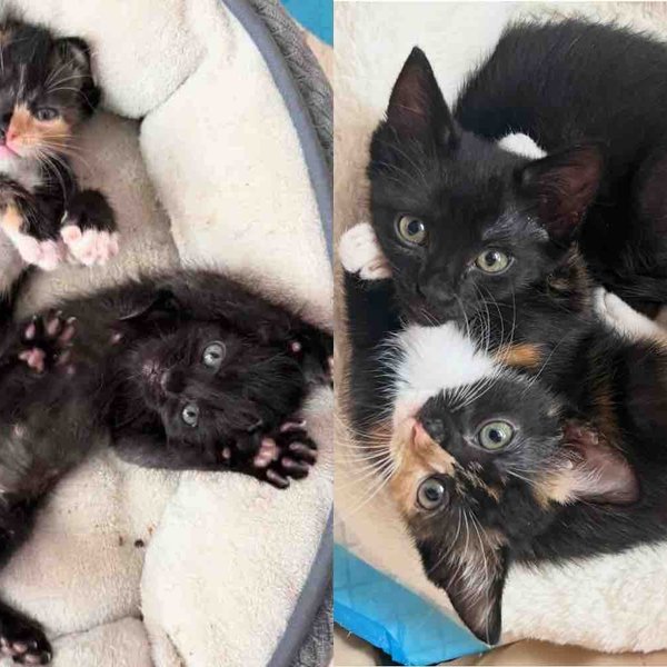 They Take in Two Kittens from a Shelter and Quickly Realize Just How Much the Cats Need Each Other