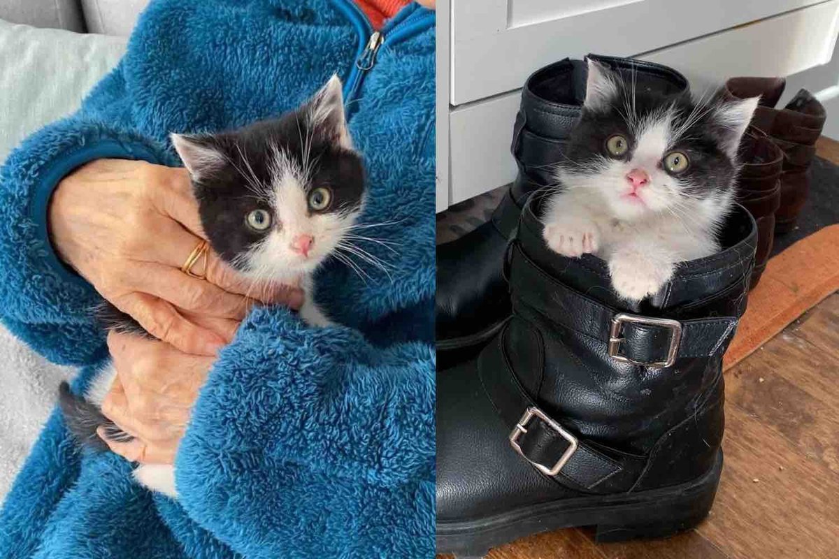 Kitten Found Alone Near a House, His Life Changed Overnight, Now He's Surrounded by Cats Who Adore Him