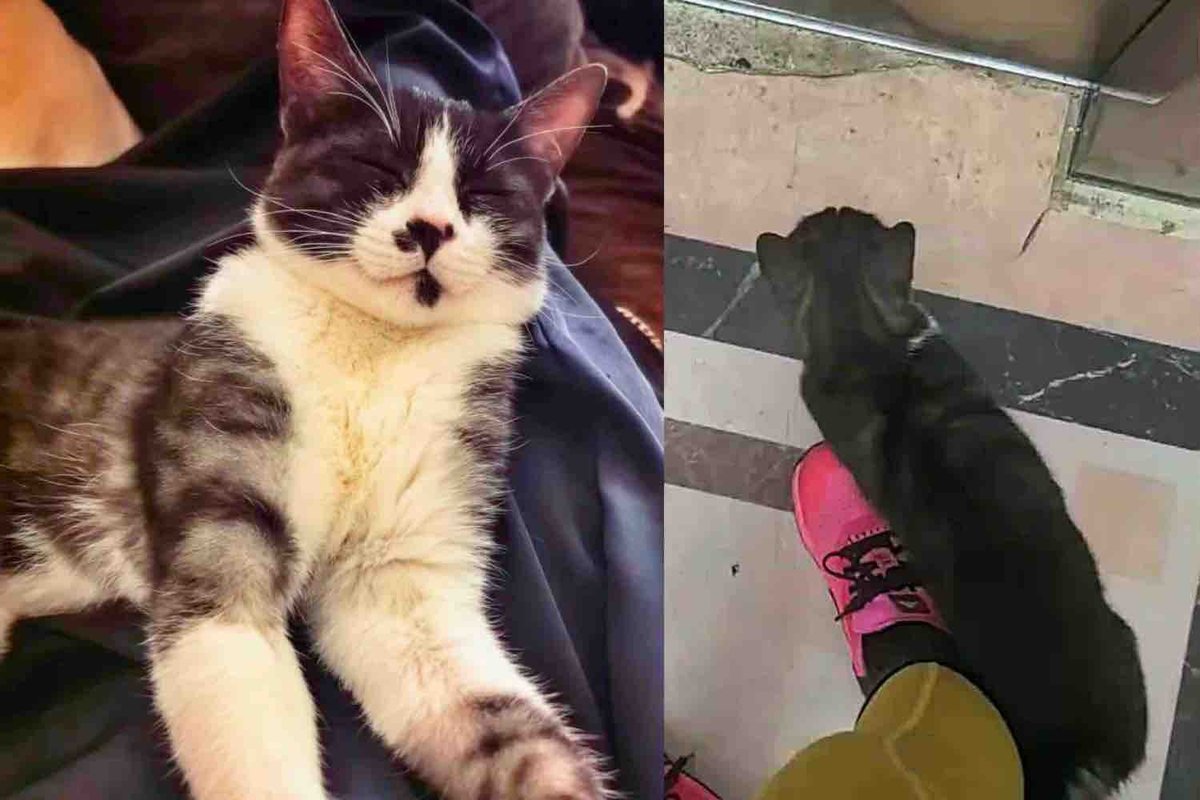 Stray Cat Follows a Woman to Her Apartment Building, Then 'Invites' Himself into Her Home