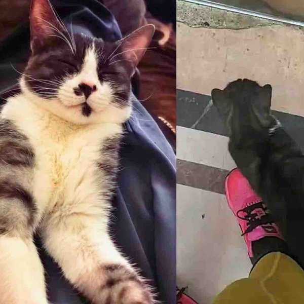 Stray Cat Follows a Woman to Her Apartment Building, Then 'Invites' Himself into Her Home
