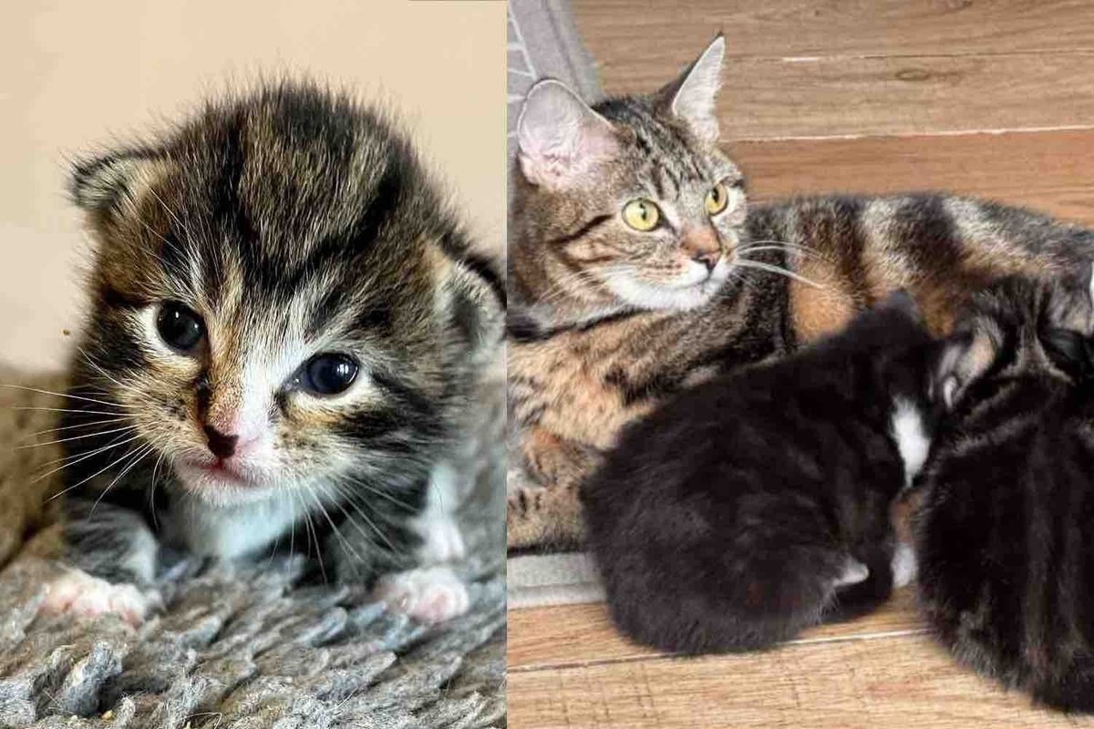 They Take in a Cat Found Near the Woods Just in Time, So Her Kittens Won't Be Out in the Cold