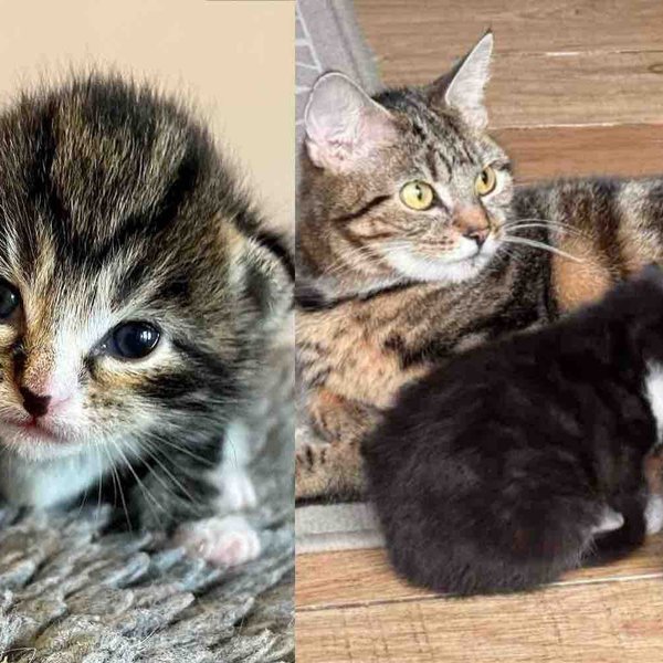 They Take in a Cat Found Near the Woods Just in Time, So Her Kittens Won't Be Out in the Cold