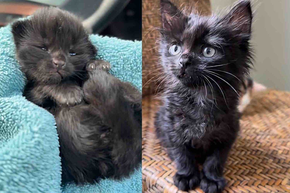 Kitten Spotted in a Garden Grows into the Cat She Was Meant to Be, Now Her Story Comes Full Circle