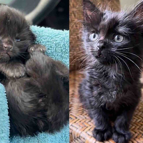 Kitten Spotted in a Garden Grows into the Cat She Was Meant to Be, Now Her Story Comes Full Circle