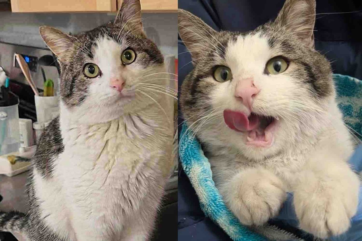 Cat Finally Trades Outdoor Life for Comforts of a Home, and He Couldn't Be Happier