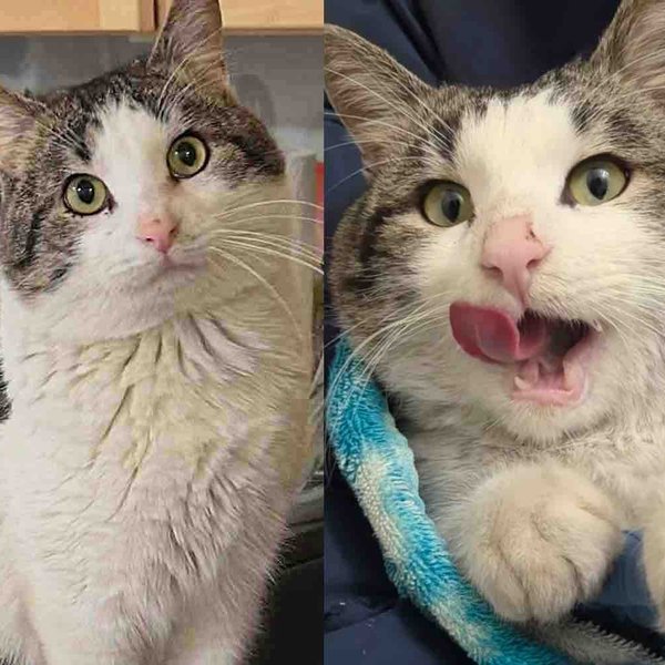 Cat Finally Trades Outdoor Life for Comforts of a Home, and He Couldn't Be Happier