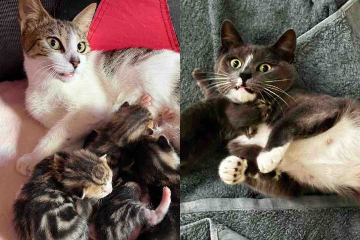 Cats Rescued from an Industrial Area Find Kind People Who Change Their Lives and Their Kittens' Too