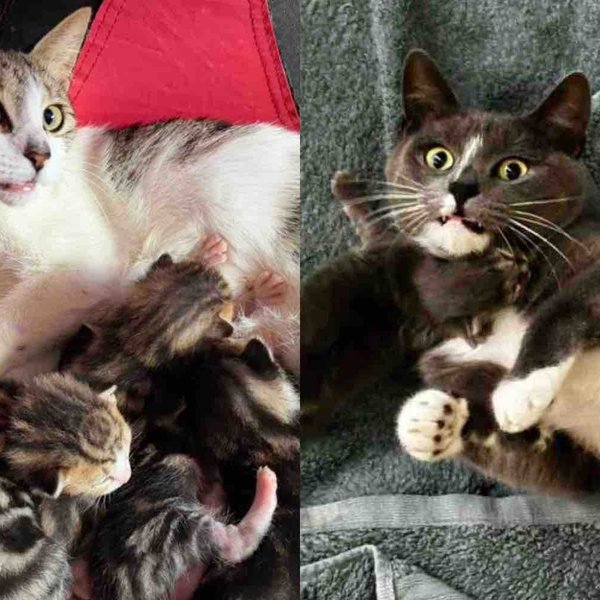 Cats Rescued from an Industrial Area Find Kind People Who Change Their Lives and Their Kittens' Too