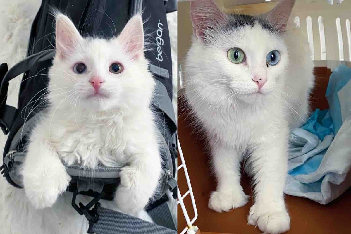 Kind People Took in a Kitten From the Cold and Wouldn't Leave His Look-Alike Mother Cat Behind