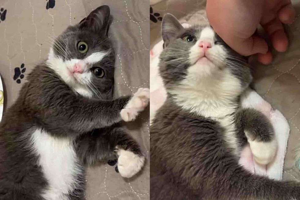 They Bring in a 'Feral' Cat to Help Her, She Turns Out to Be Absolute Charmer Once She Begins to Trust