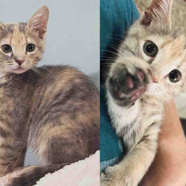 They Decide to Foster a Shelter Kitten, But the Young Cat Has Plans of Her Own When She Finds Her Person