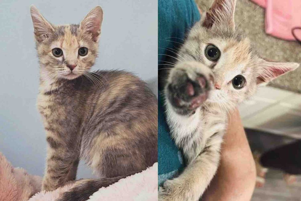 They Decide to Foster a Shelter Kitten, But the Young Cat Has Plans of Her Own When She Finds Her Person