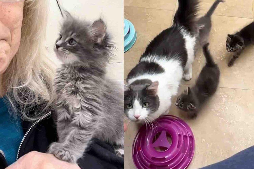 Kittens Follow a Resident Cat Everywhere, Until the Day All 3 Have What They Wanted