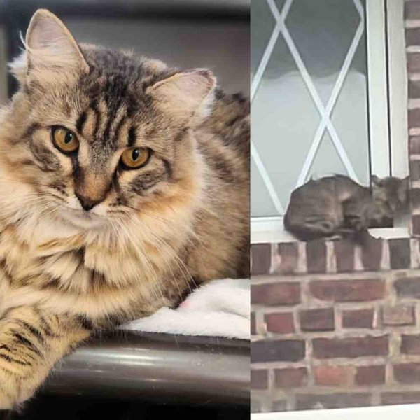 They Never Gave Up on Cat Found Clinging to a Building, Now Her Whole World Has Transformed