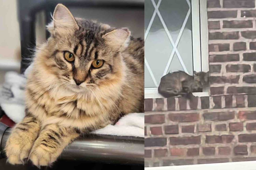 They Never Gave Up on Cat Found Clinging to a Building, Now Her Whole World Has Transformed