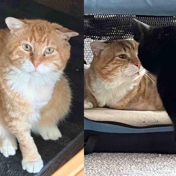 Cat Found Living in Front of a Tire Shop Finally Meets the Family He's Been Waiting for