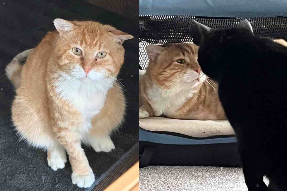 Cat Found Living in Front of a Tire Shop Finally Meets the Family He's Been Waiting for