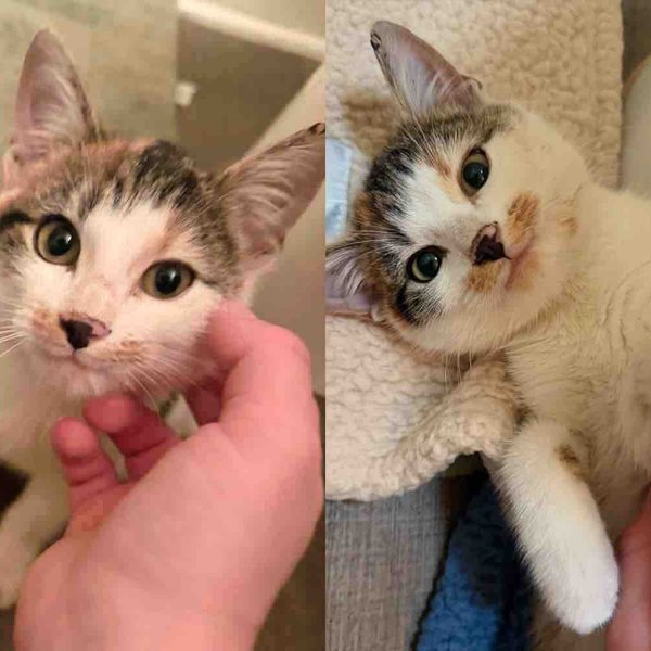 Woman Notices a Kitten Hiding Outside and Never Gives Up on Her, One Day, the Little Cat Decides to Trust