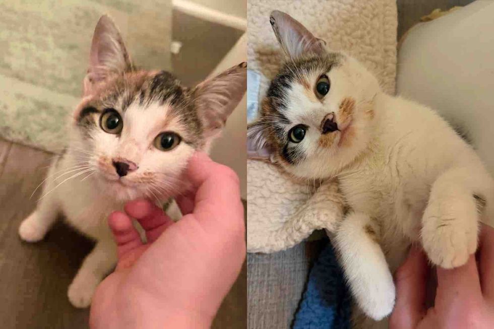 Woman Notices a Kitten Hiding Outside and Never Gives Up on Her, One Day, the Little Cat Decides to Trust