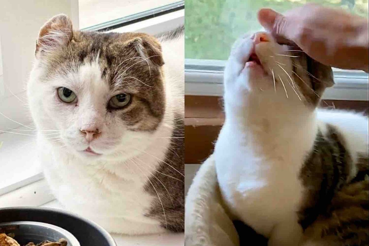 Cat Experiences the Comfort of a Home for the Very First Time, Revealing the Sweet Soul He Truly Is