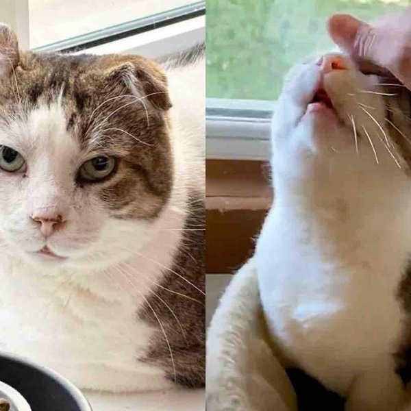 Cat Experiences the Comfort of a Home for the Very First Time, Revealing the Sweet Soul He Truly Is