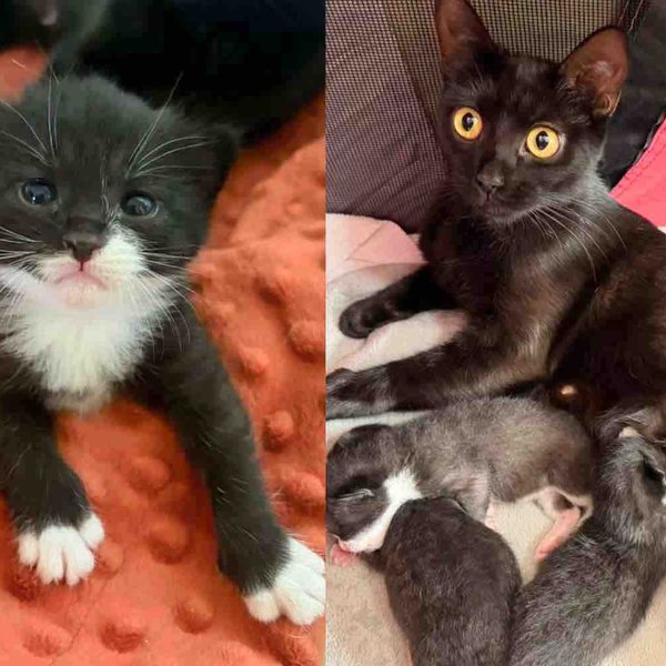 They Took a Chance on a Stray Cat, Not Long After Taking Her in, She Brought Kittens into the World
