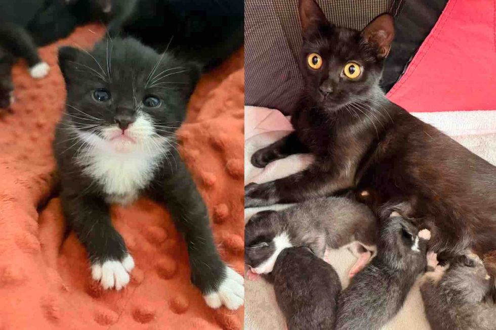 They Took a Chance on a Stray Cat, Not Long After Taking Her in, She Brought Kittens into the World