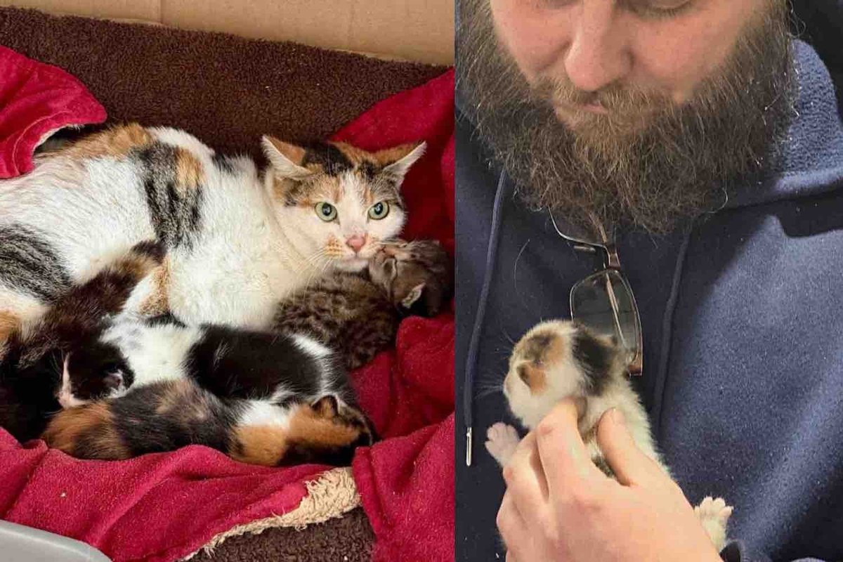 They Went to Help Community Cats and Found Kittens in a High Roof, Determined to Leave No One Behind