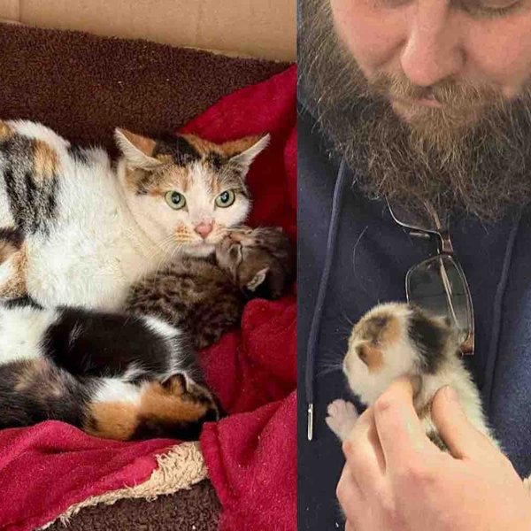They Went to Help Community Cats and Found Kittens in a High Roof, Determined to Leave No One Behind