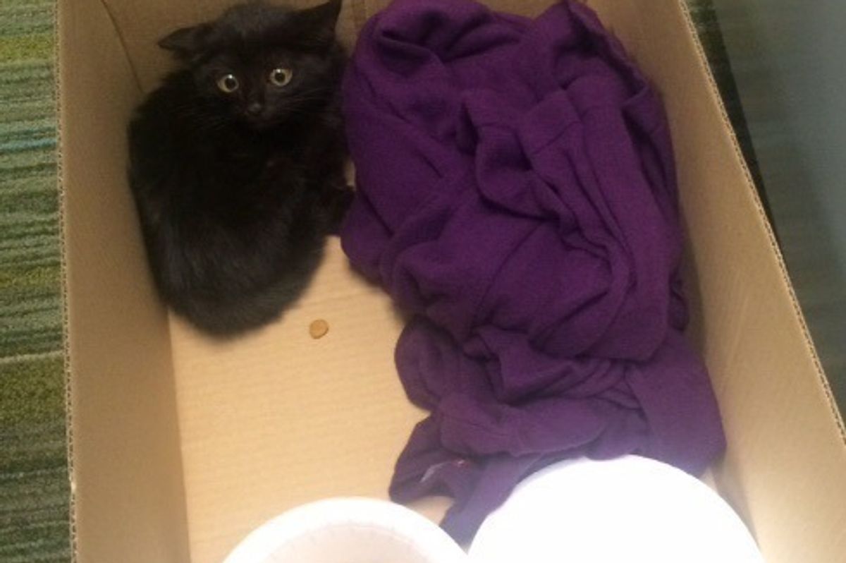 Scaredy Kitten Feels Love, What a Difference After Just a Few Pets