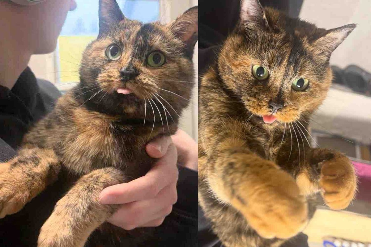 Cat Arrives at Shelter Determined to Stand Out Until She Finds the Loving Arms of Her Forever Person