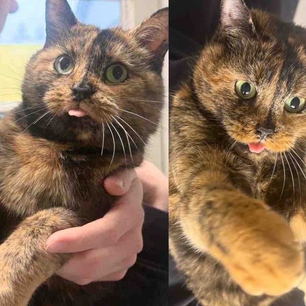 Cat Arrives at Shelter Determined to Stand Out Until She Finds the Loving Arms of Her Forever Person